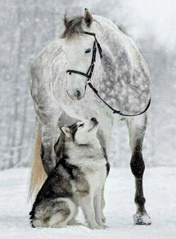 Horse & Wolf Diamond Painting - diamond-painting-bliss.myshopify.com