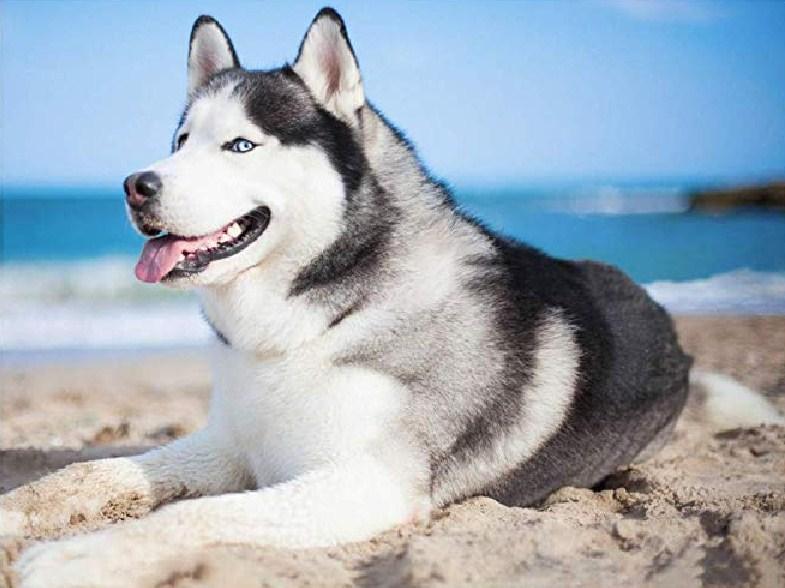 Husky at Beach Diamond Painting - diamond-painting-bliss.myshopify.com