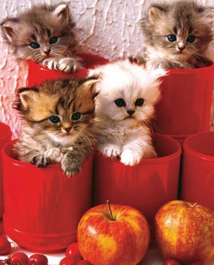 Kittens & Apples Painting Kit - diamond-painting-bliss.myshopify.com