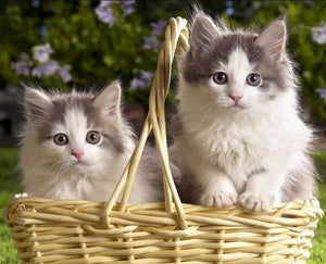 Kittens in Basket 5D Diamond Painting - diamond-painting-bliss.myshopify.com