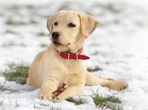 Labrador Puppy in Snow - diamond-painting-bliss.myshopify.com