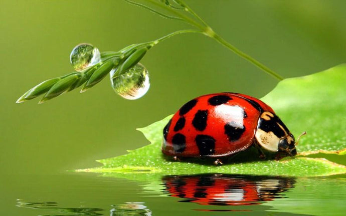 Lady Bird on a Leaf - diamond-painting-bliss.myshopify.com