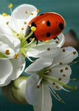 Lady Bug & White Flowers - diamond-painting-bliss.myshopify.com