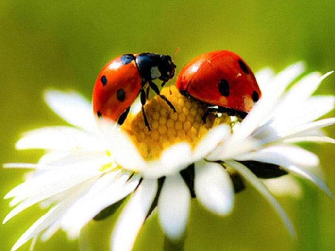 Ladybirds and Flower - diamond-painting-bliss.myshopify.com