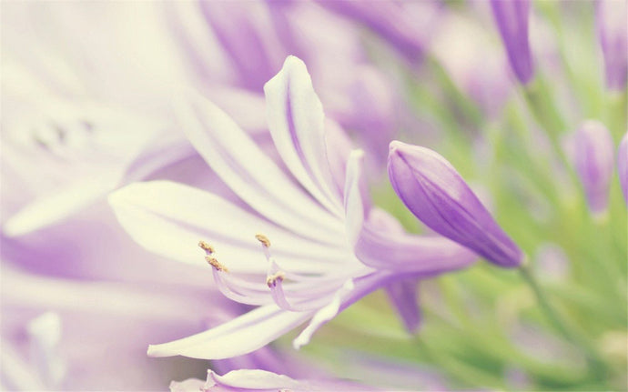 Lavender Flower Close up - diamond-painting-bliss.myshopify.com
