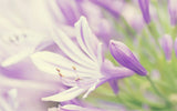 Lavender Flower Close up - diamond-painting-bliss.myshopify.com
