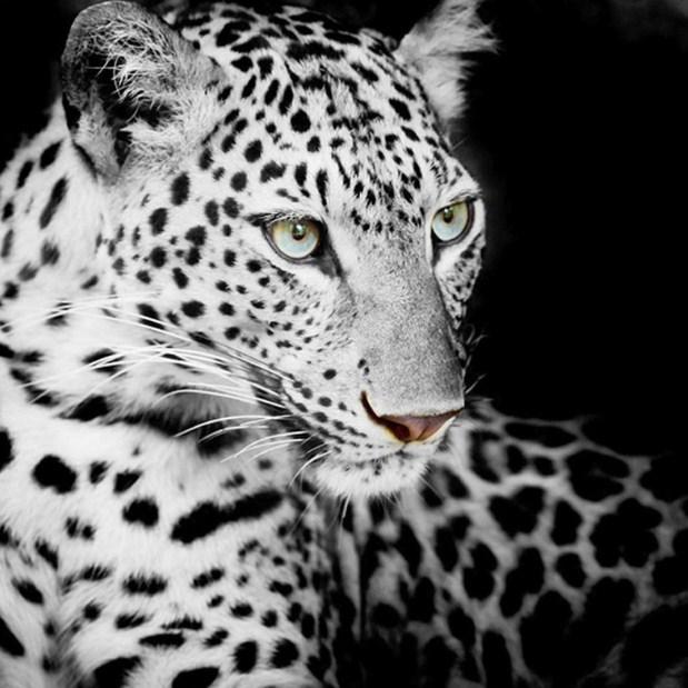 Leapord Focusing - diamond-painting-bliss.myshopify.com