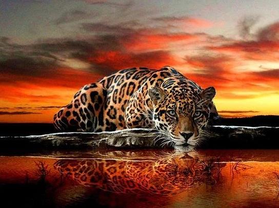 Leapord & Red sky - diamond-painting-bliss.myshopify.com