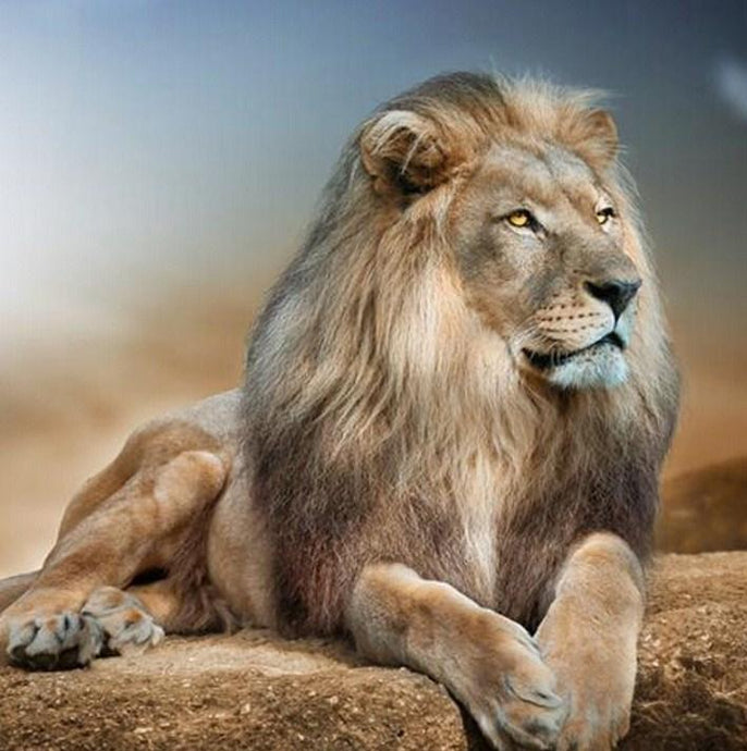 Lion 5D Diamond Painting Kit - diamond-painting-bliss.myshopify.com