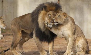 Lion & Lioness Love - diamond-painting-bliss.myshopify.com
