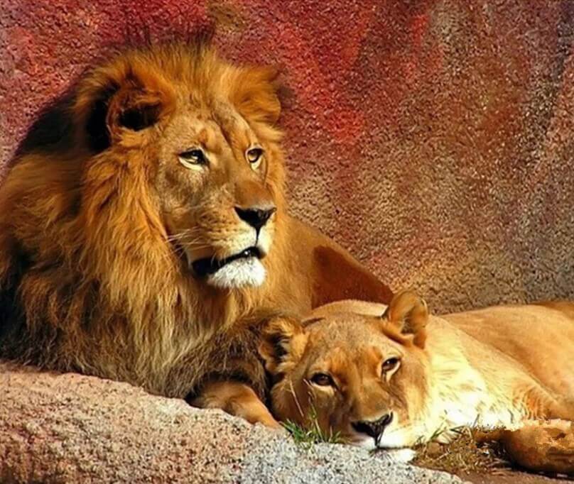 Lion & Lioness Painting Kit - diamond-painting-bliss.myshopify.com