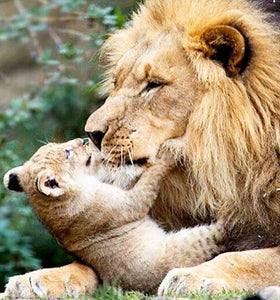 Lion with Cub Painting Kit - diamond-painting-bliss.myshopify.com