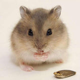Little Hamster Diamond Painting - diamond-painting-bliss.myshopify.com