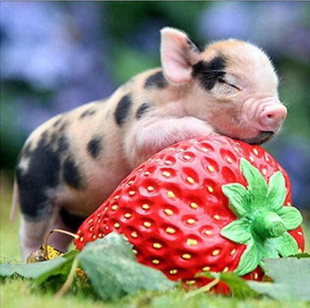Cute Pig on Strawberry - diamond-painting-bliss.myshopify.com