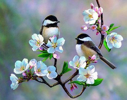 Little Sparrows on White Flowers - diamond-painting-bliss.myshopify.com