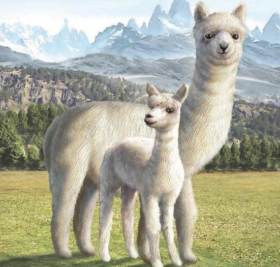 Llama - Paint by Diamonds - diamond-painting-bliss.myshopify.com