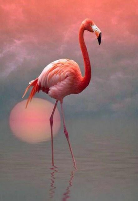 Lonely Flamingo & Setting Sun - diamond-painting-bliss.myshopify.com