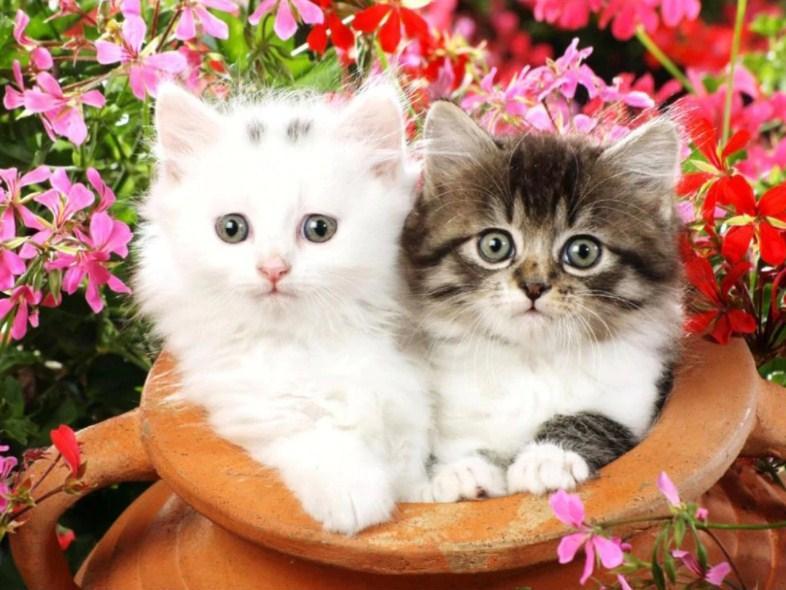 Lovely Kittens - Diamond Painting Kit - diamond-painting-bliss.myshopify.com