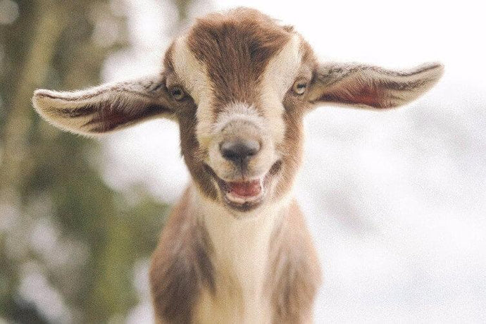 Lovely Little Goat DIY Painting - diamond-painting-bliss.myshopify.com