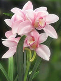 Lovely Pink Orchids Painting Kit - diamond-painting-bliss.myshopify.com