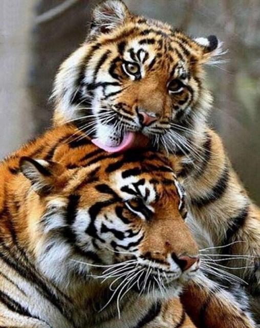 Lovely Tigers Couple - diamond-painting-bliss.myshopify.com