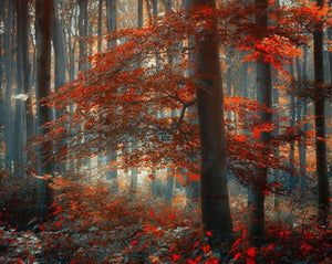 Maple Trees in Autumn Season - diamond-painting-bliss.myshopify.com