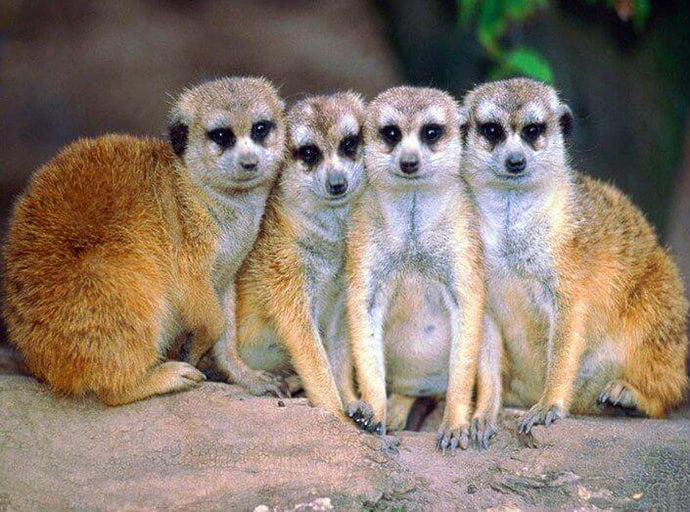 Meerkats in Group Diamond Painting - diamond-painting-bliss.myshopify.com
