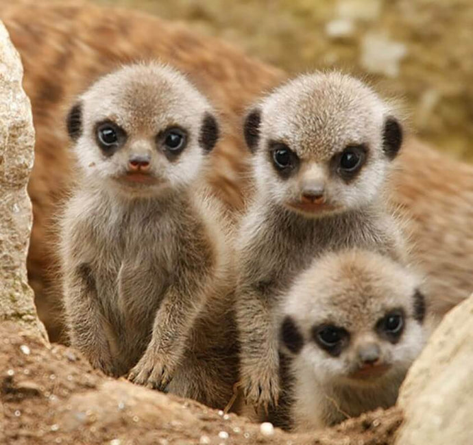 Meerkats Diamond Painting - diamond-painting-bliss.myshopify.com