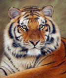 Mighty Tiger Diamond Painting - diamond-painting-bliss.myshopify.com