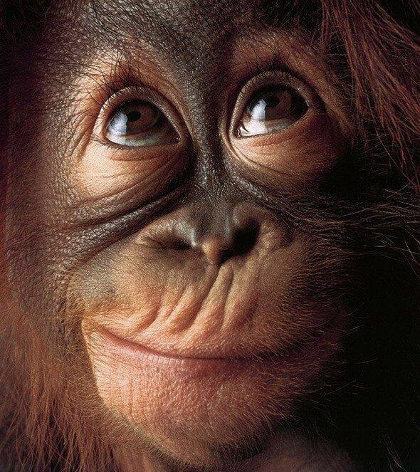 Monkey Face Diamond Painting Kit - diamond-painting-bliss.myshopify.com
