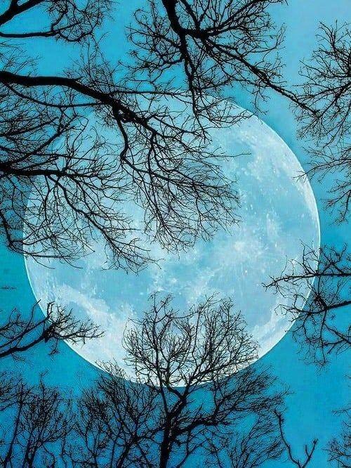 Moon & Trees - diamond-painting-bliss.myshopify.com