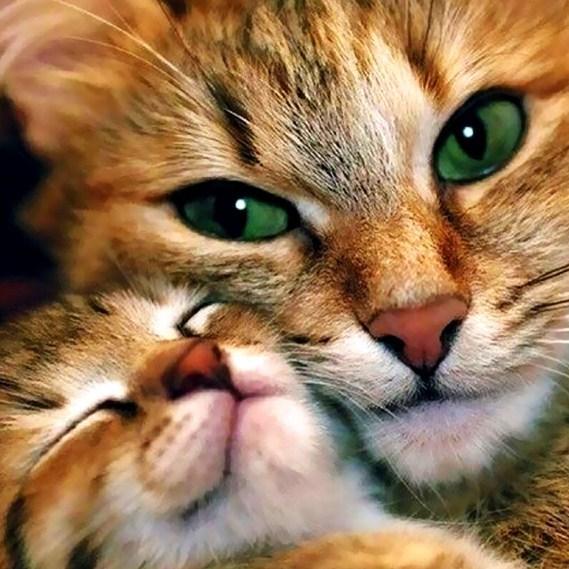 Mother Cat & Baby Cat - diamond-painting-bliss.myshopify.com