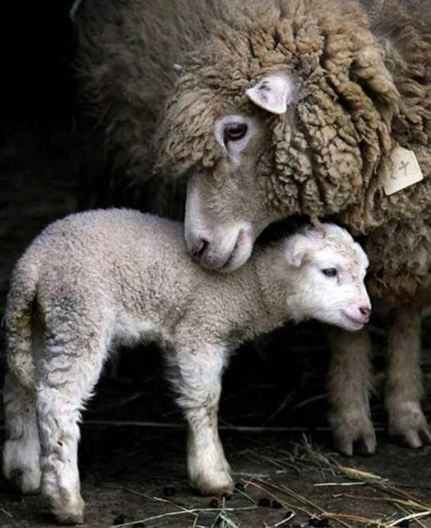 Mummy & Baby Sheep - diamond-painting-bliss.myshopify.com