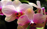 Orchids - Paint by Diamonds - diamond-painting-bliss.myshopify.com
