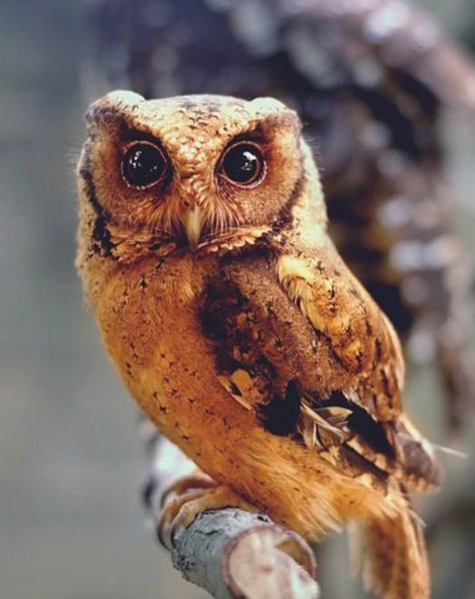 Owl Beauty - Paint by Diamonds - diamond-painting-bliss.myshopify.com