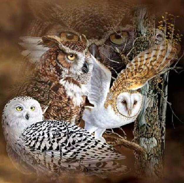 Owl Breeds - Diamond Painting - diamond-painting-bliss.myshopify.com