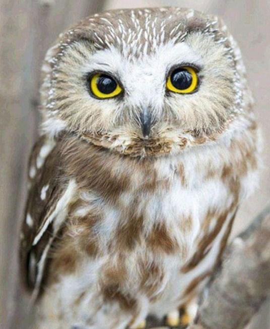 Owl Diamond Painting - diamond-painting-bliss.myshopify.com