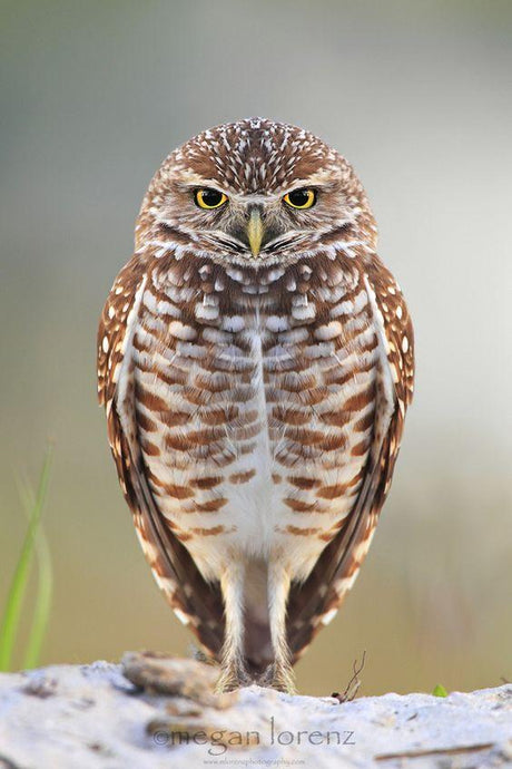 Owl cuteness-Painting with diamond - diamond-painting-bliss.myshopify.com
