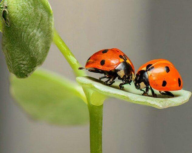 Pair of Lady Bugs - diamond-painting-bliss.myshopify.com