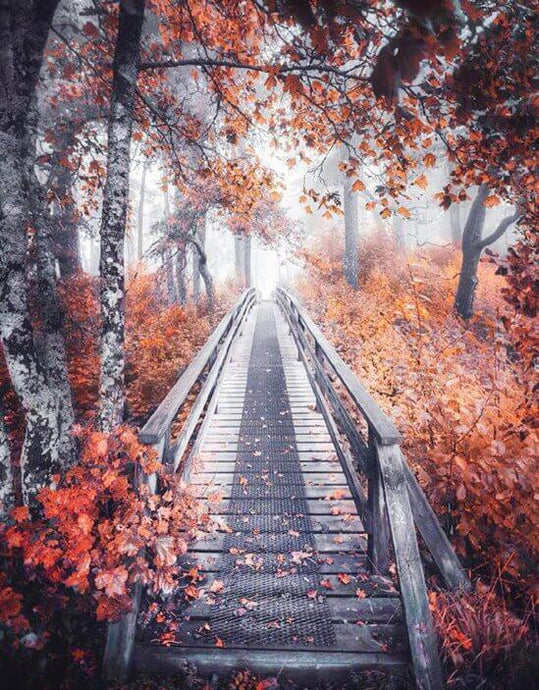 Pathway to Forest - diamond-painting-bliss.myshopify.com