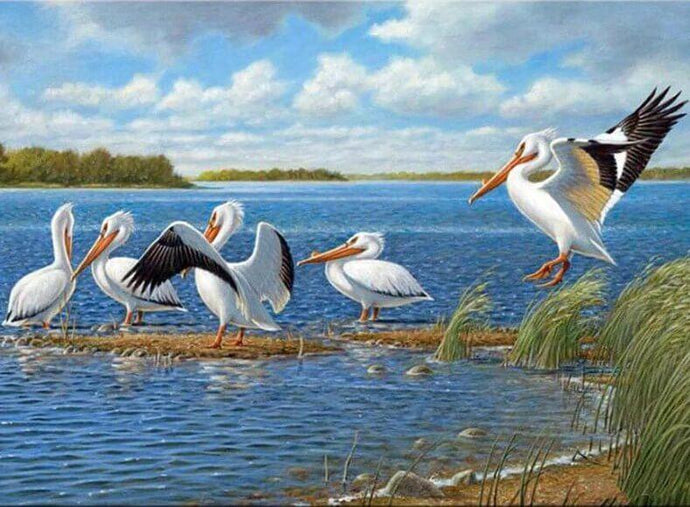 Pelicans Diamond Painting - diamond-painting-bliss.myshopify.com