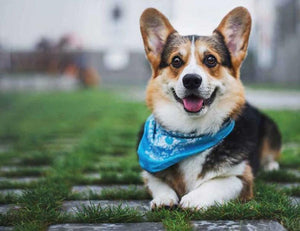 Pembroke Welsh Corgi - Paint with Diamonds - diamond-painting-bliss.myshopify.com