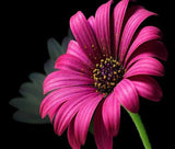 Pink Daisy DIY Painting Kit - diamond-painting-bliss.myshopify.com