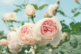 Pink Rose Garden Diamond Painting - diamond-painting-bliss.myshopify.com
