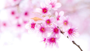 Pink Sakura Flowers - Paint with Diamonds - diamond-painting-bliss.myshopify.com
