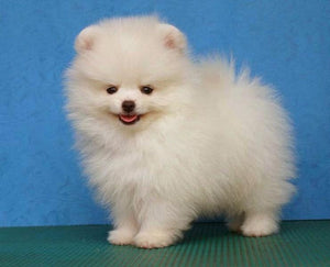 Pomeranian Fluffy Puppy Diamond Painting - diamond-painting-bliss.myshopify.com