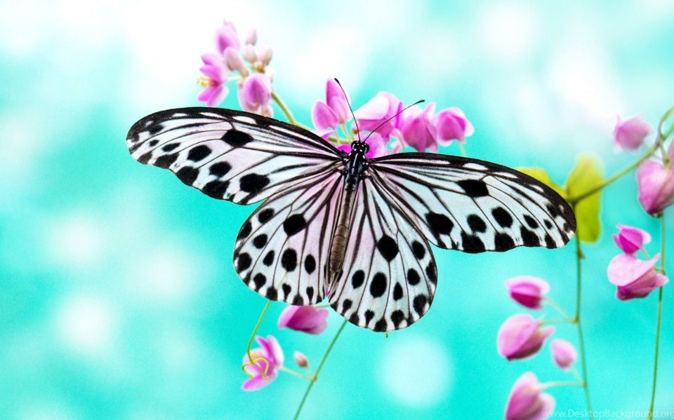 Pretty Butterfly - Diamond Painting Kit - diamond-painting-bliss.myshopify.com