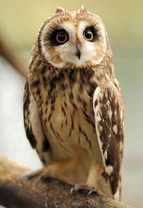 Pretty Owl - Paint by Diamonds - diamond-painting-bliss.myshopify.com