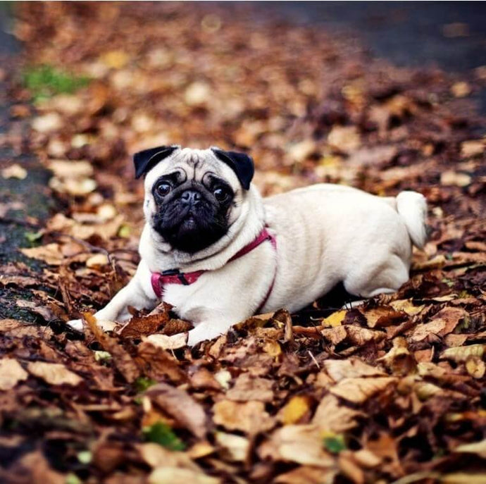 Pug Dog in the Forest - diamond-painting-bliss.myshopify.com