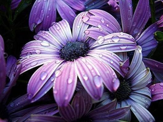 Purple Flowers DIY Painting - diamond-painting-bliss.myshopify.com